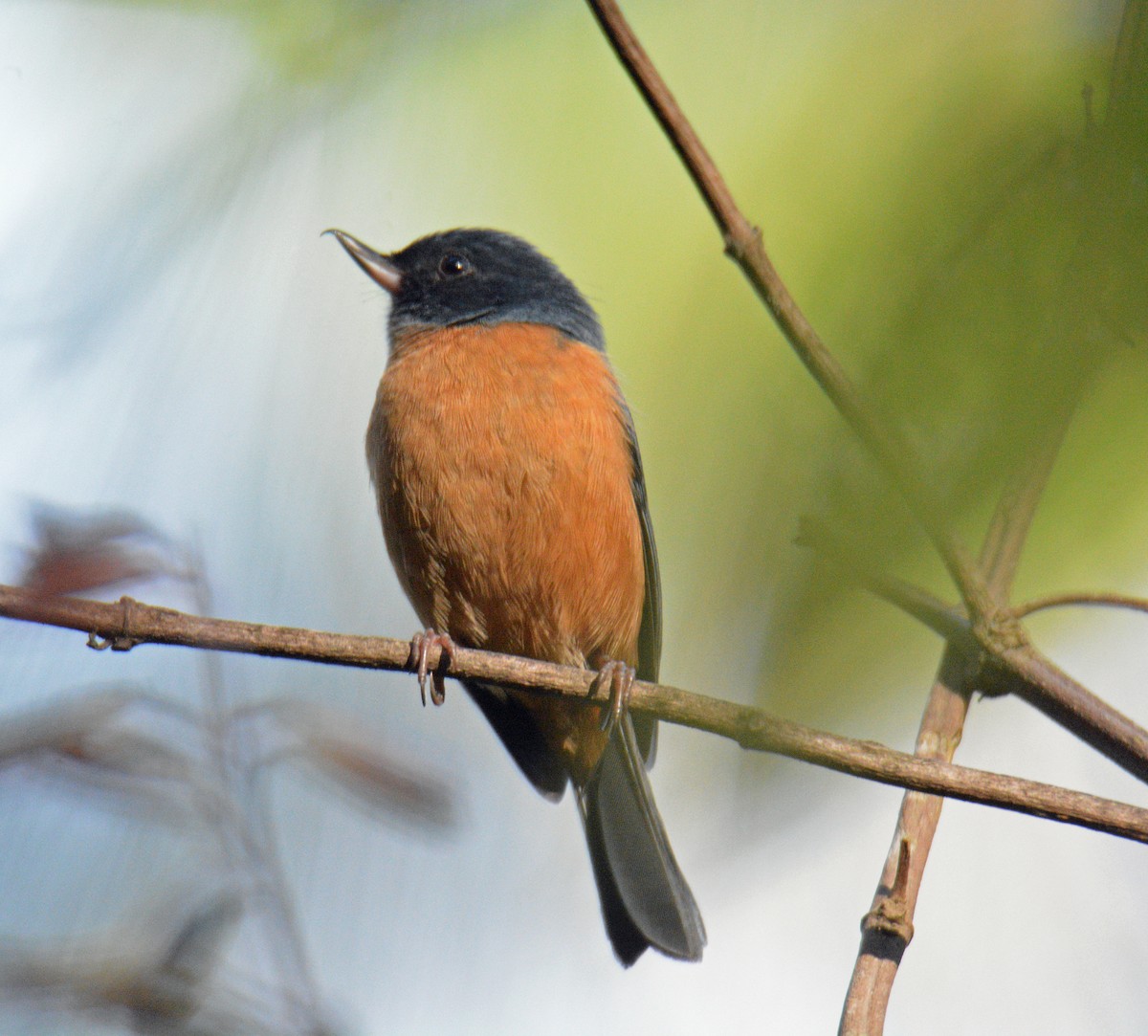 Pinchaflor Ventricanelo - ML650362959