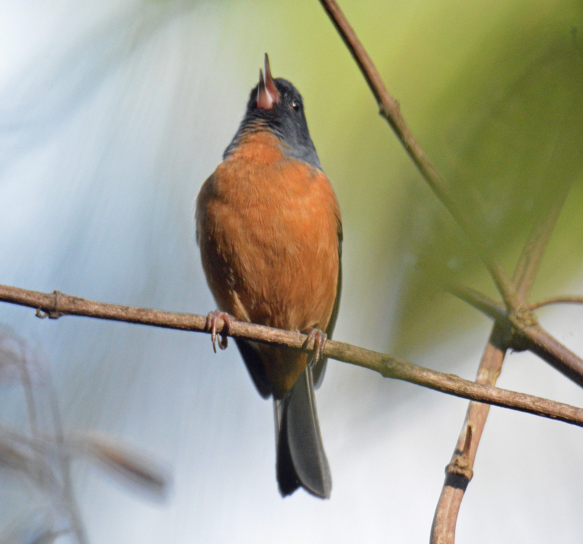 Pinchaflor Ventricanelo - ML650362960