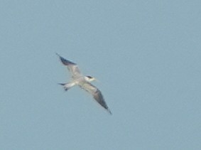 Great Crested Tern - ML650363890