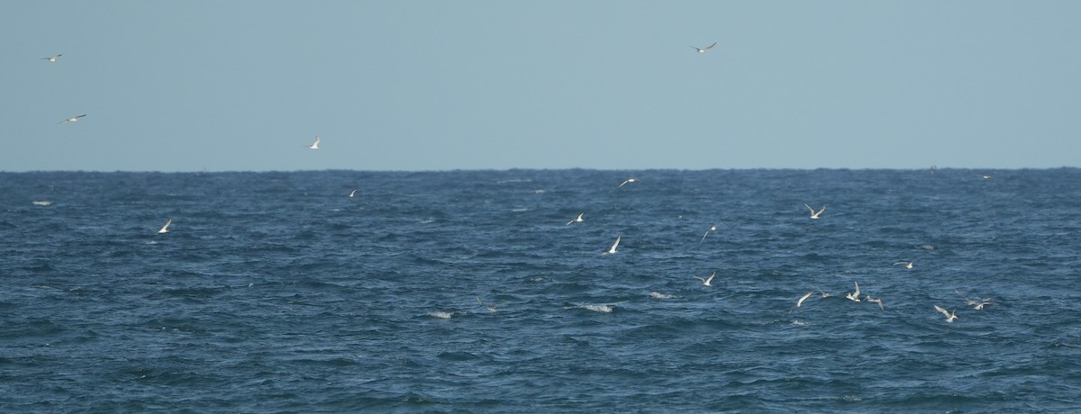 Great Crested Tern - ML650363975