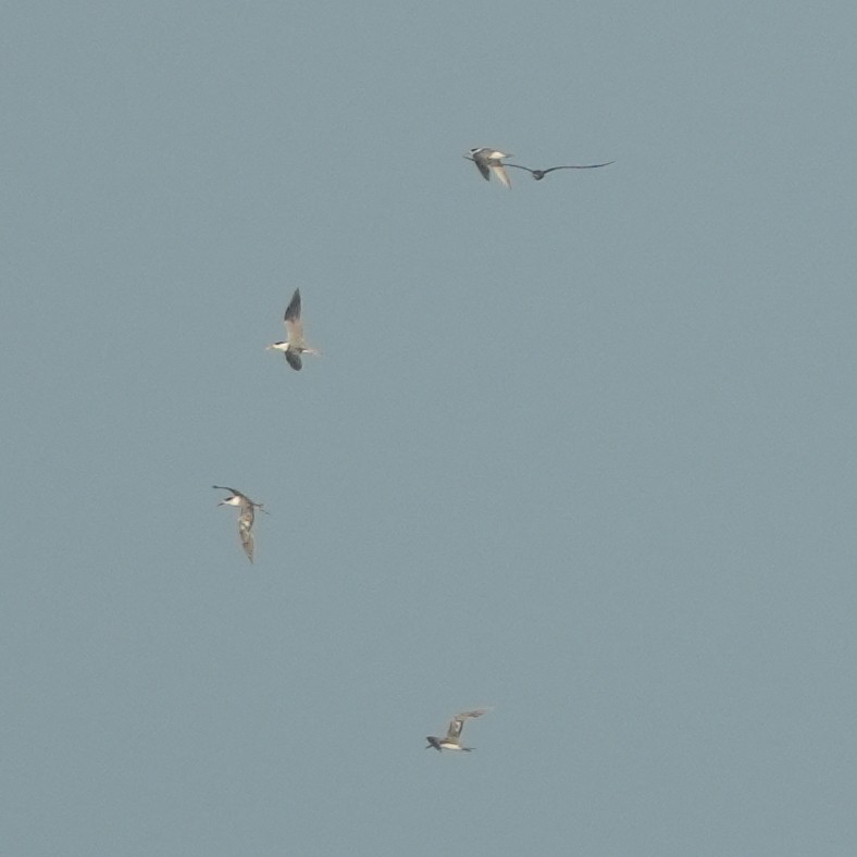 Great Crested Tern - ML650363985