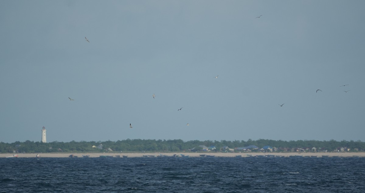 Great Crested Tern - ML650363993