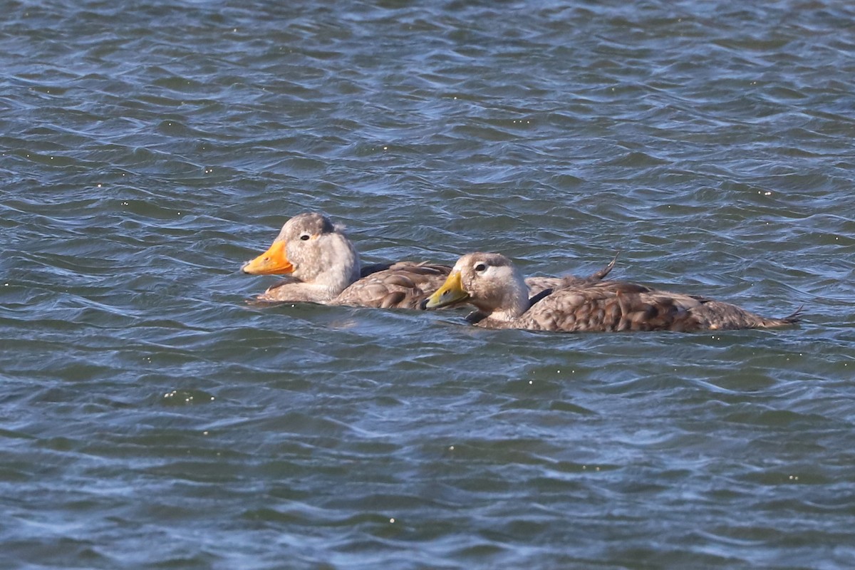 Brassemer à tête blanche - ML650364447