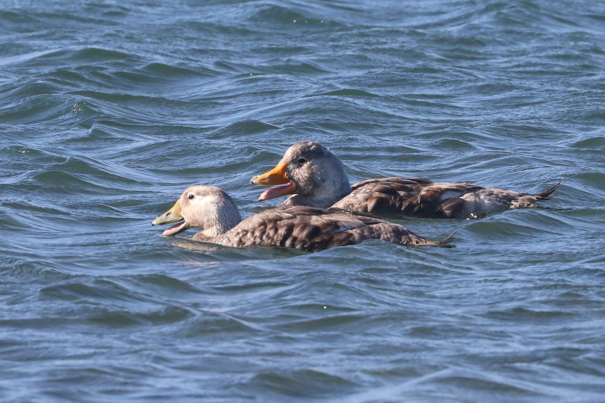 Brassemer à tête blanche - ML650364448