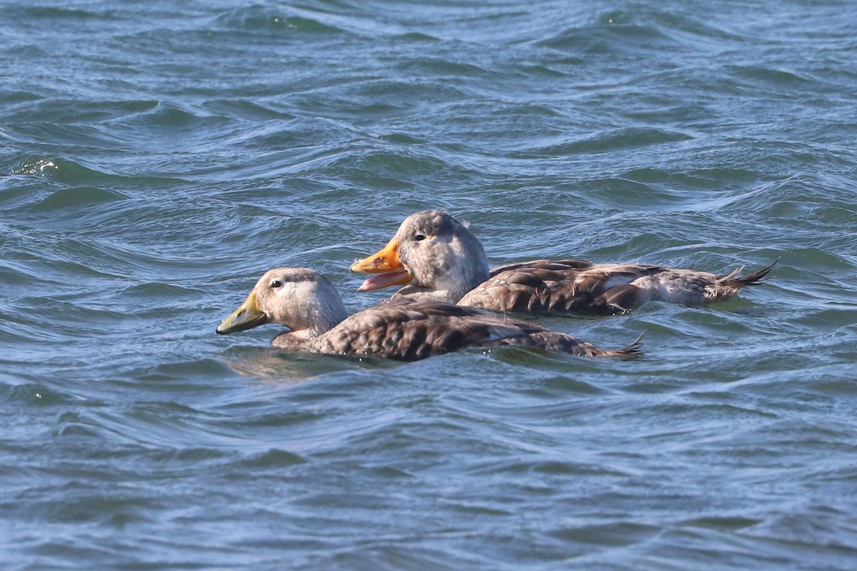 Brassemer à tête blanche - ML650364449