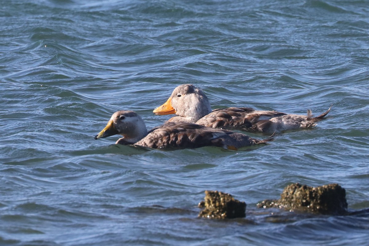 Brassemer à tête blanche - ML650364450