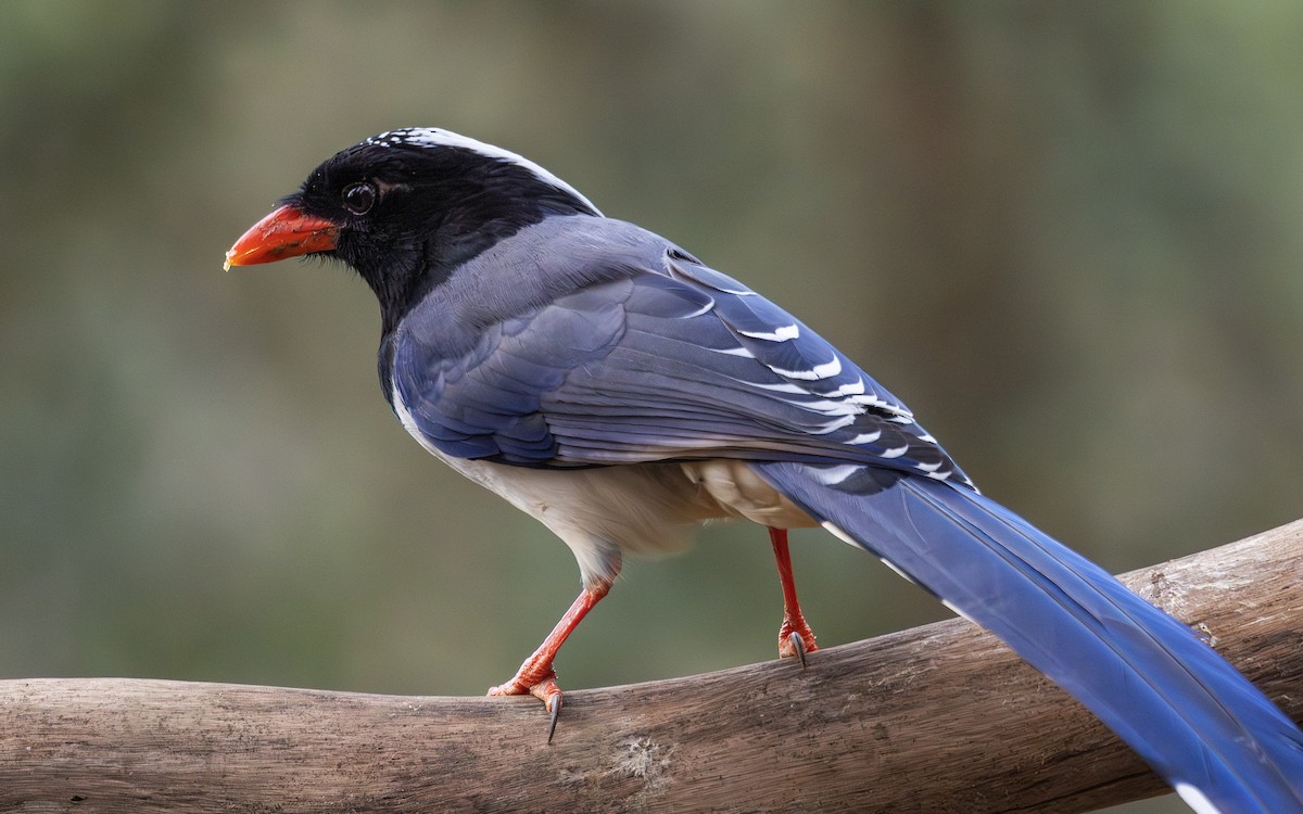 Red-billed Blue-Magpie - ML650364468