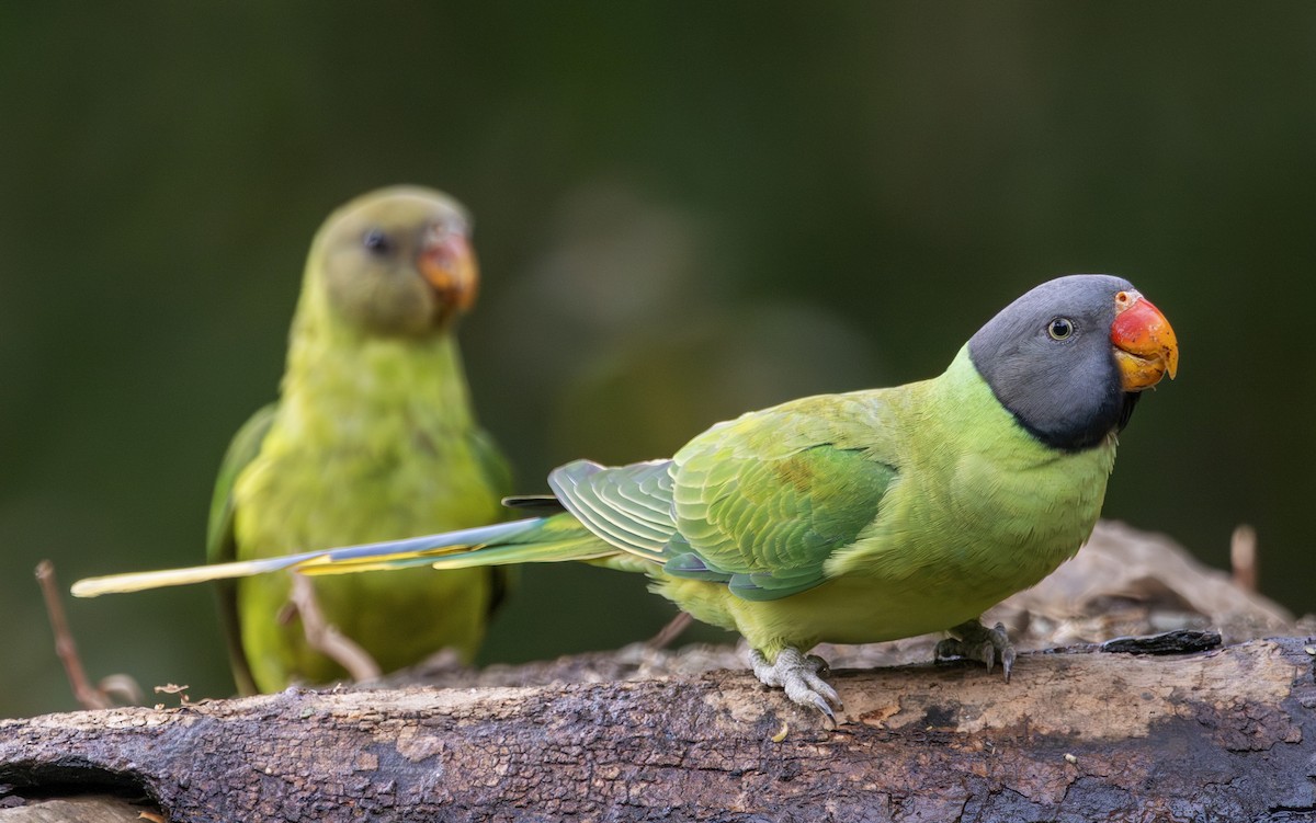 Slaty-headed Parakeet - ML650364474