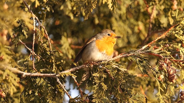 European Robin - ML650364477