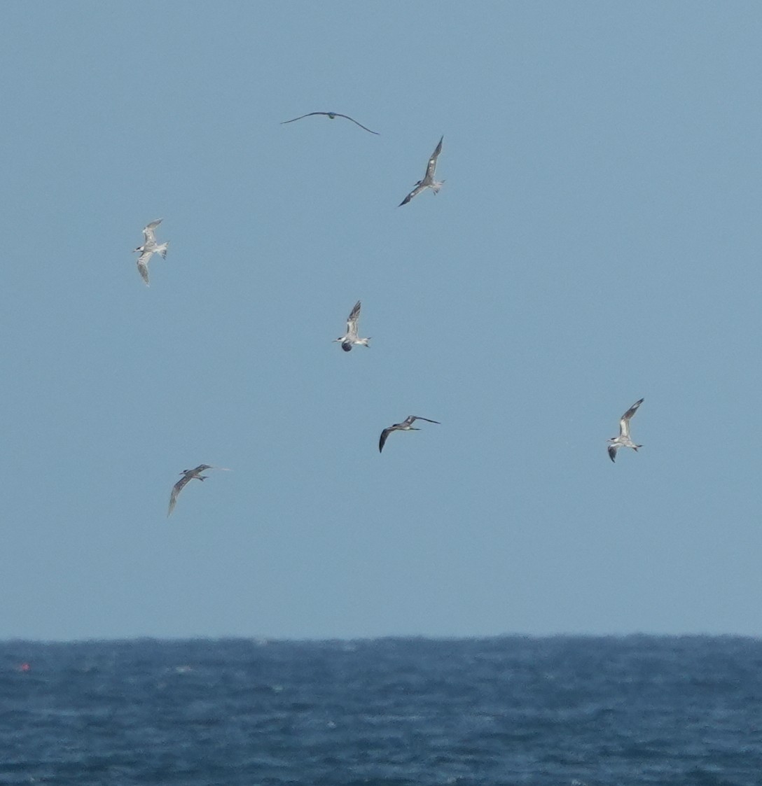 Great Crested Tern - ML650364493