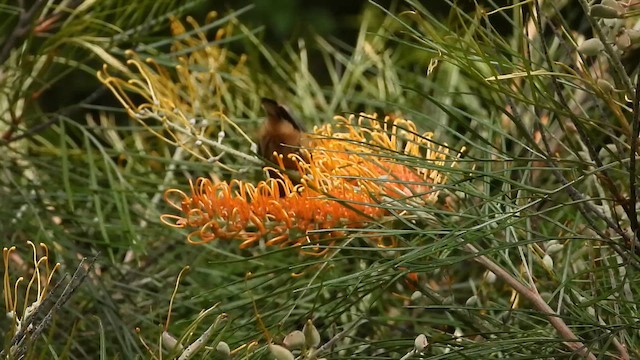 Медолюб-шилодзьоб східний - ML650364500