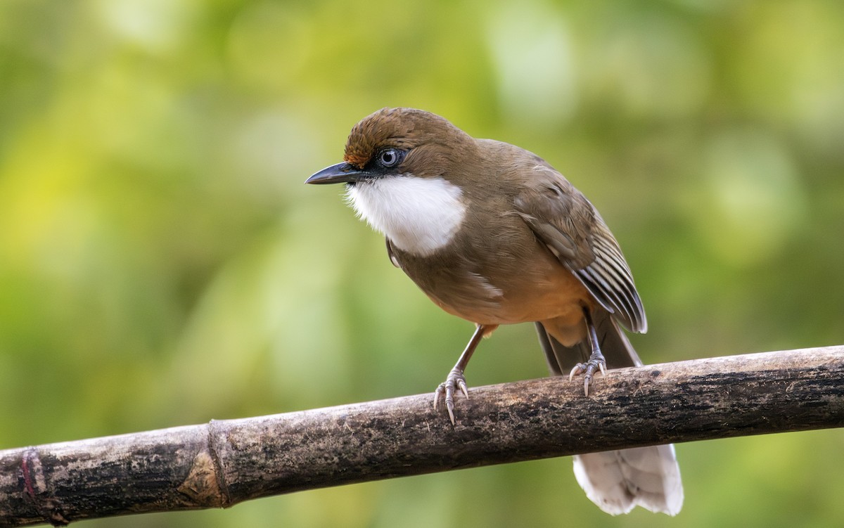 White-throated Laughingthrush - ML650364505