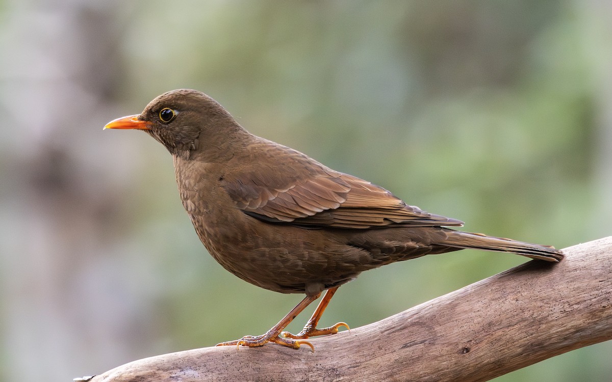 Gray-winged Blackbird - ML650364513