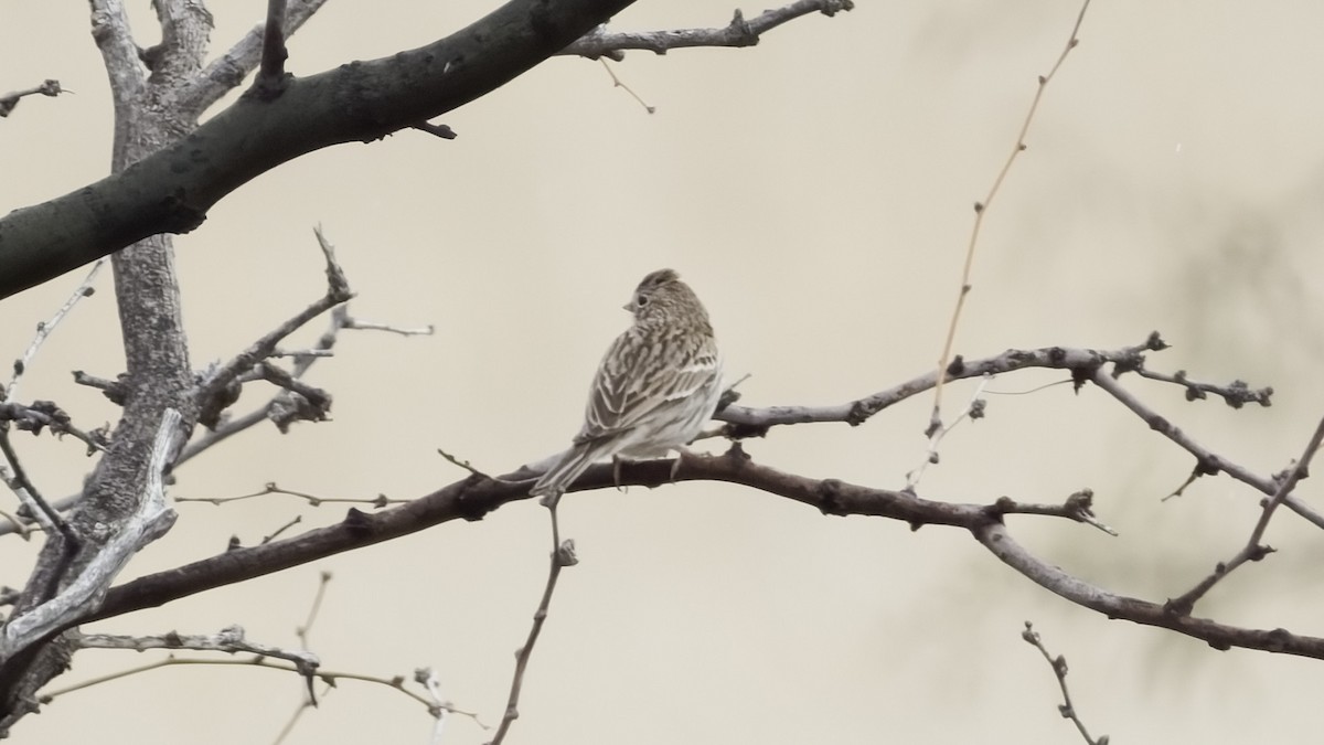 Пасовник польовий - ML650364614