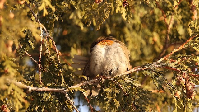 European Robin - ML650364625