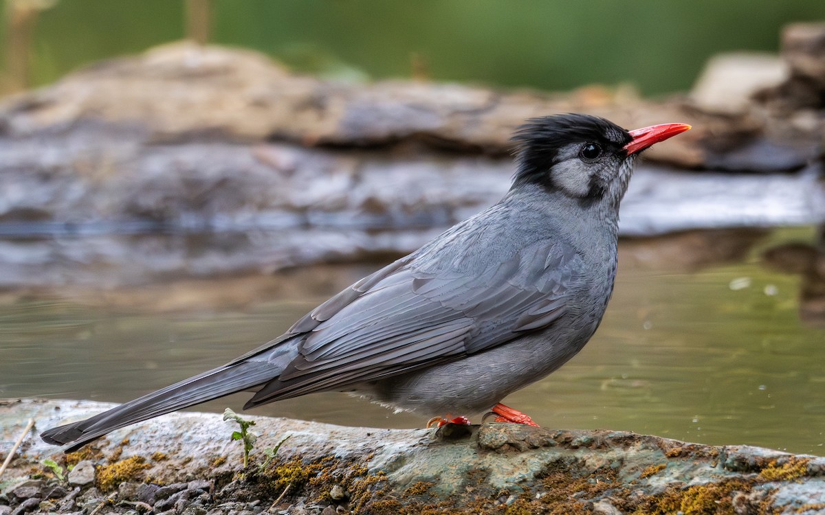 Black Bulbul - ML650364665