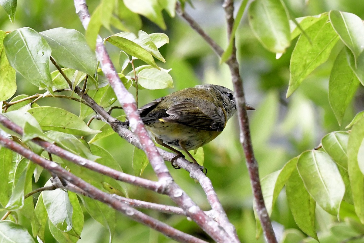 American Redstart - ML650364819