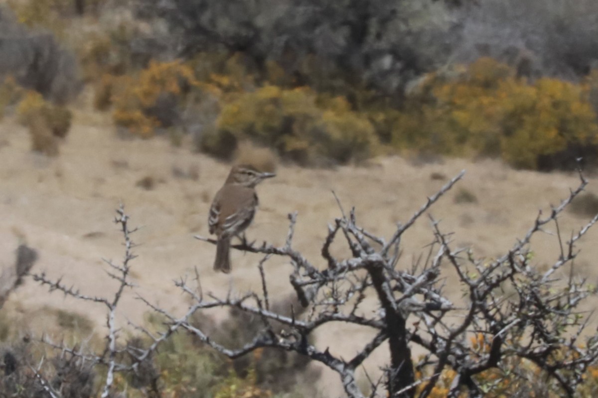 Gaucho souris - ML650364821