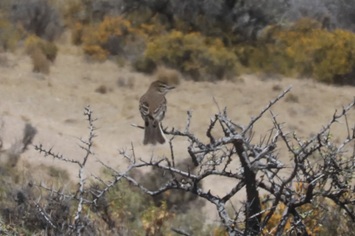 Gaucho souris - ML650364822