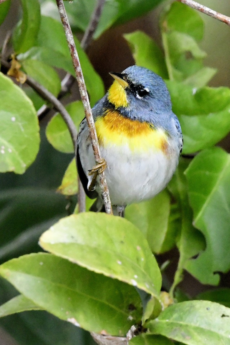 Northern Parula - ML650364876