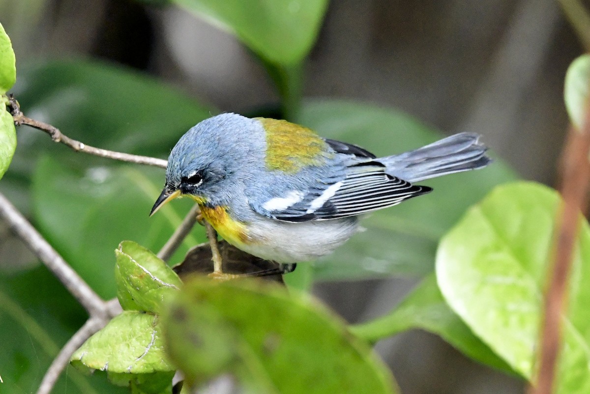 Northern Parula - ML650364877