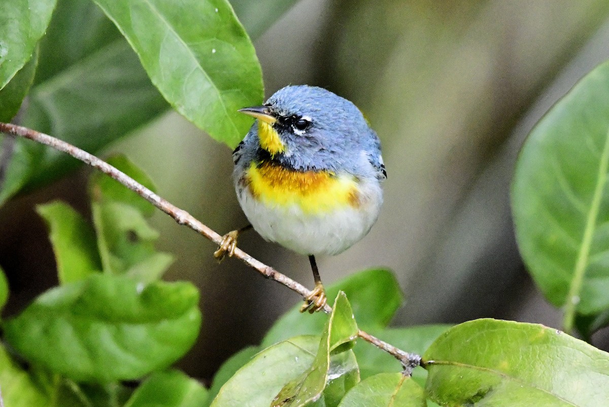 Northern Parula - ML650364878