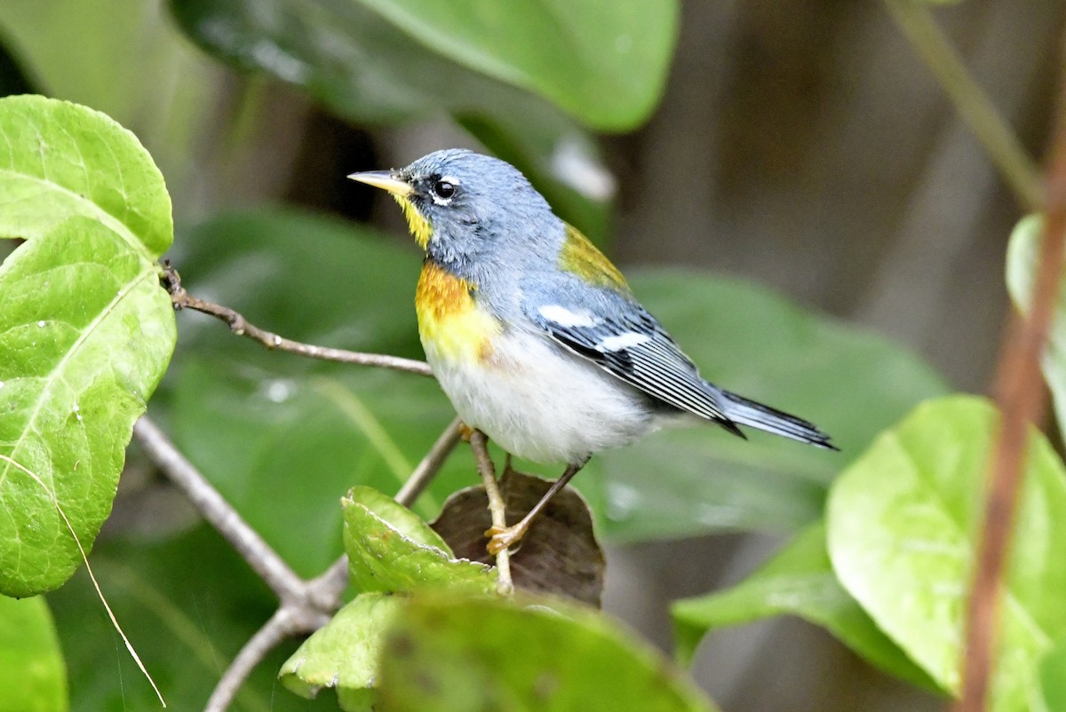 Northern Parula - ML650364879