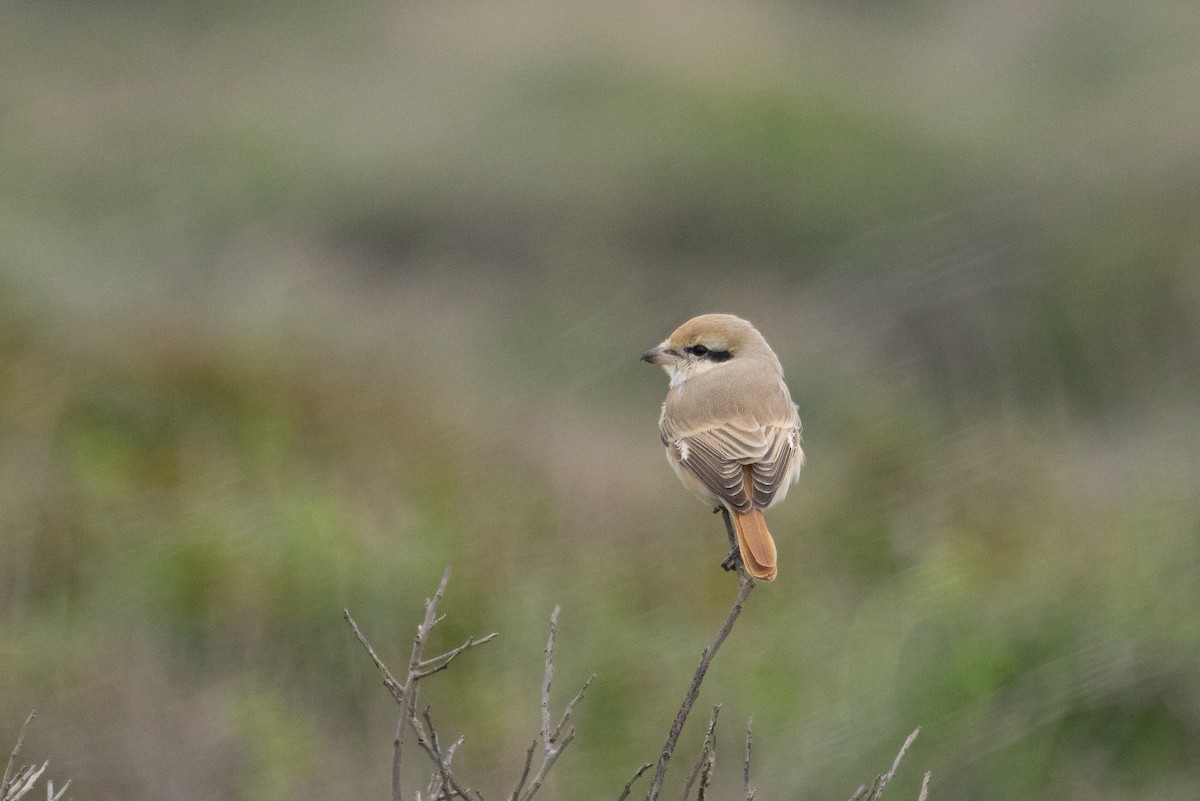 Isabelline Shrike - ML650364936