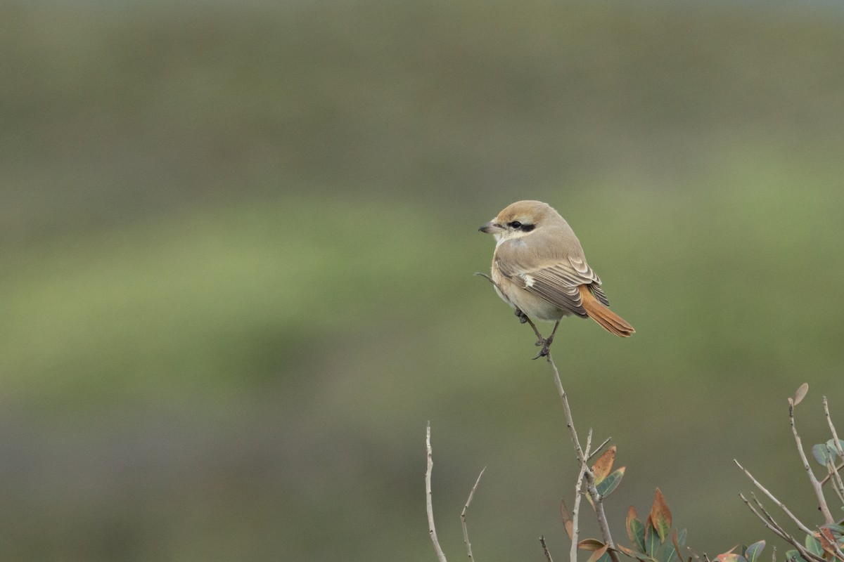 Isabelline Shrike - ML650364939