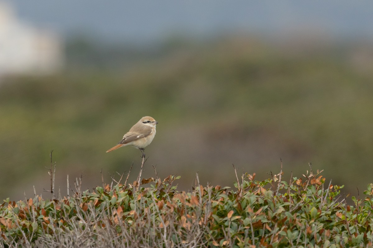 Isabelline Shrike - ML650364940