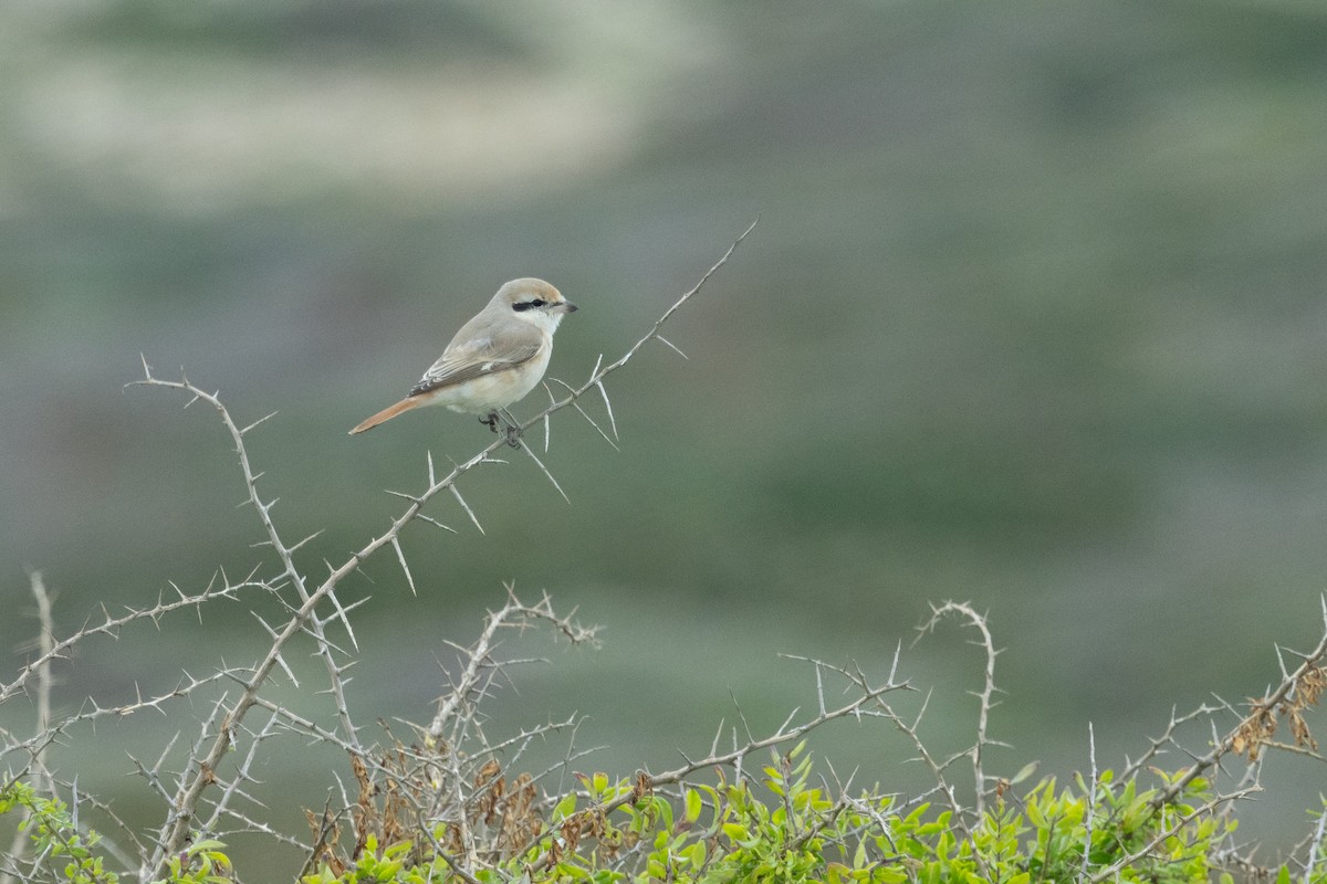 Isabelline Shrike - ML650364943