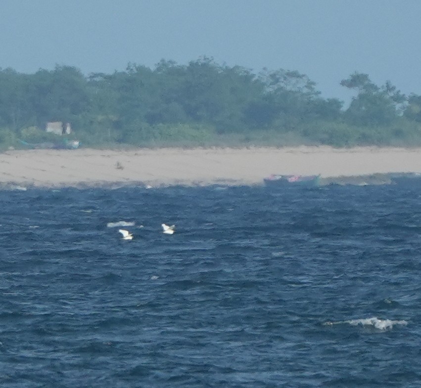 white egret sp. - ML650364990