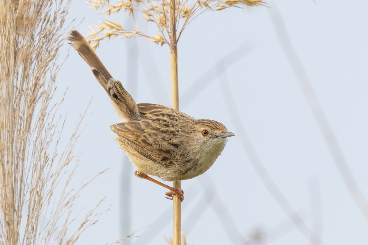 Graceful Prinia - ML650365017