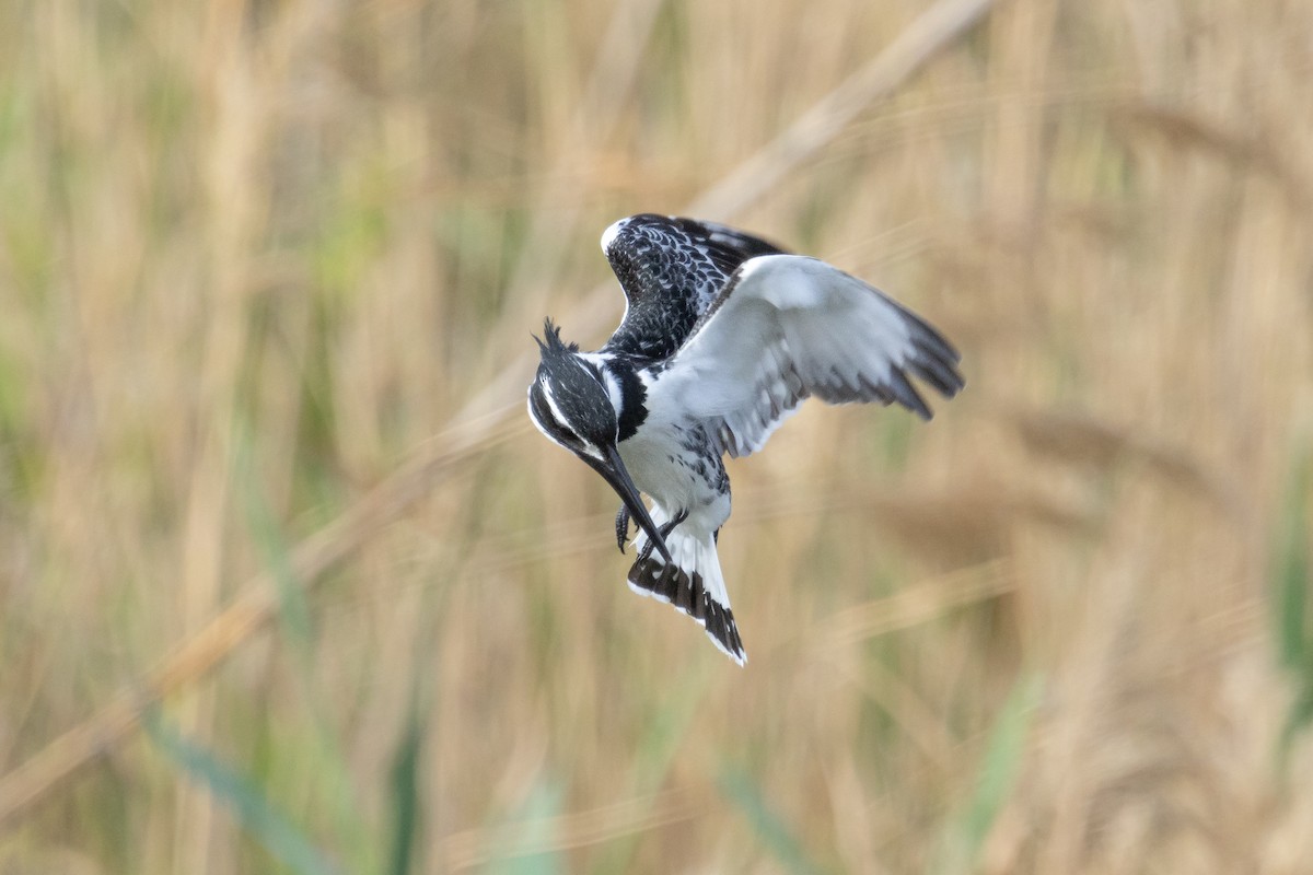 Pied Kingfisher - ML650365030