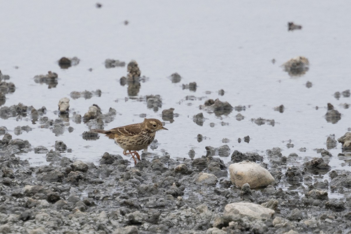 Siberian Pipit - ML650365037