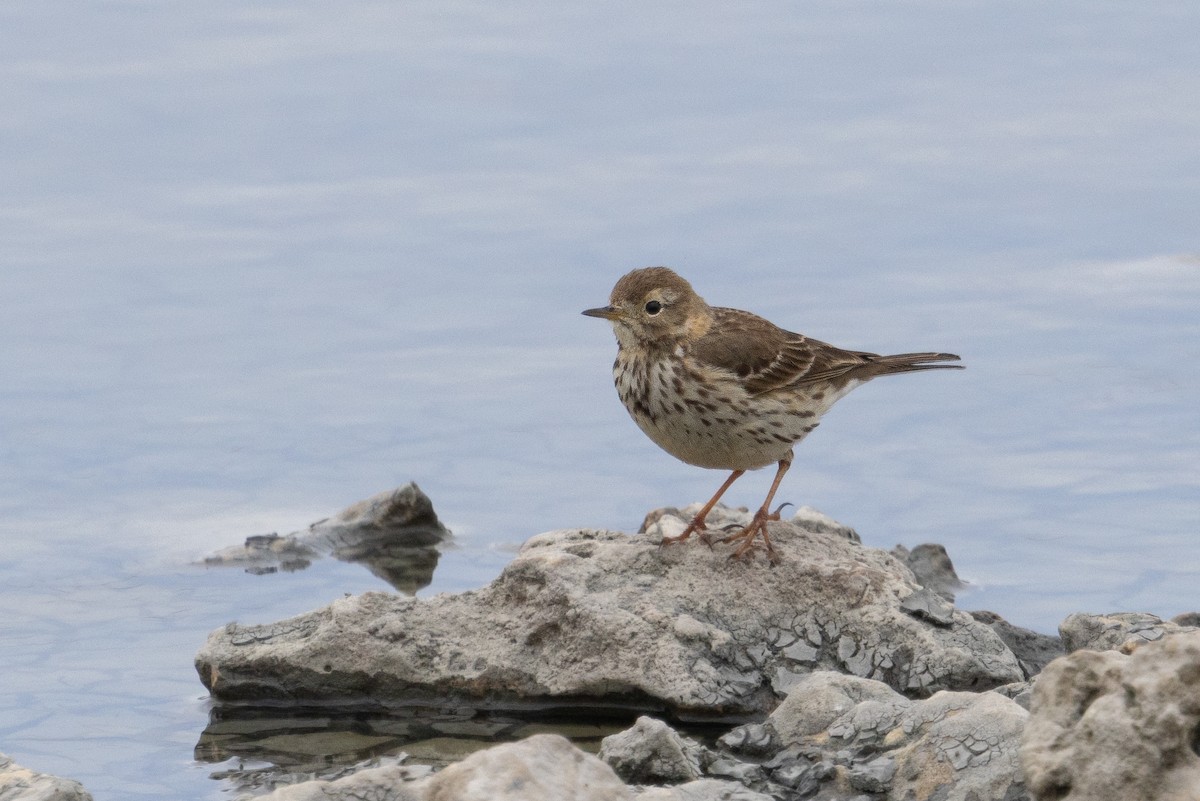 Siberian Pipit - ML650365040