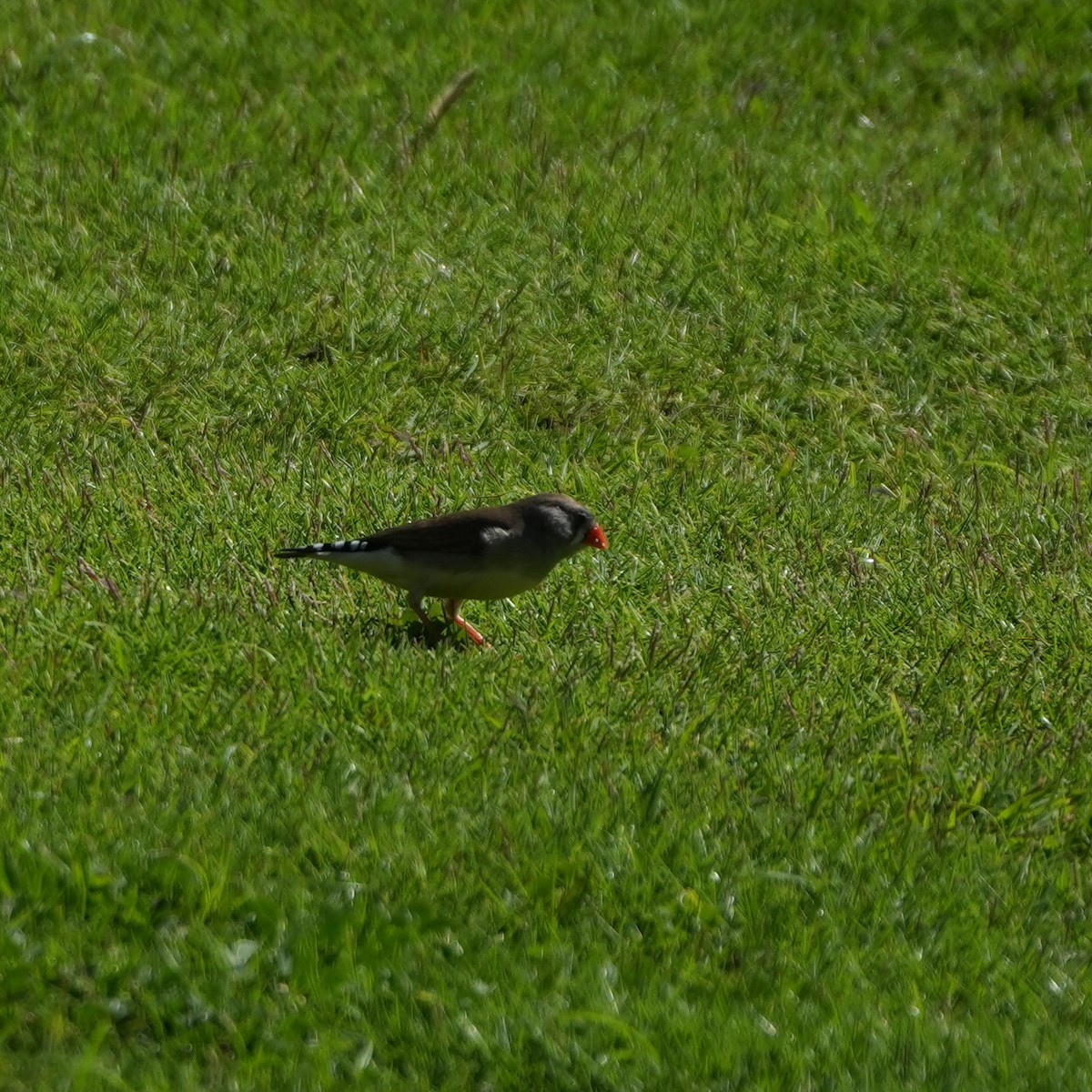 Zebra Finch - ML650365095