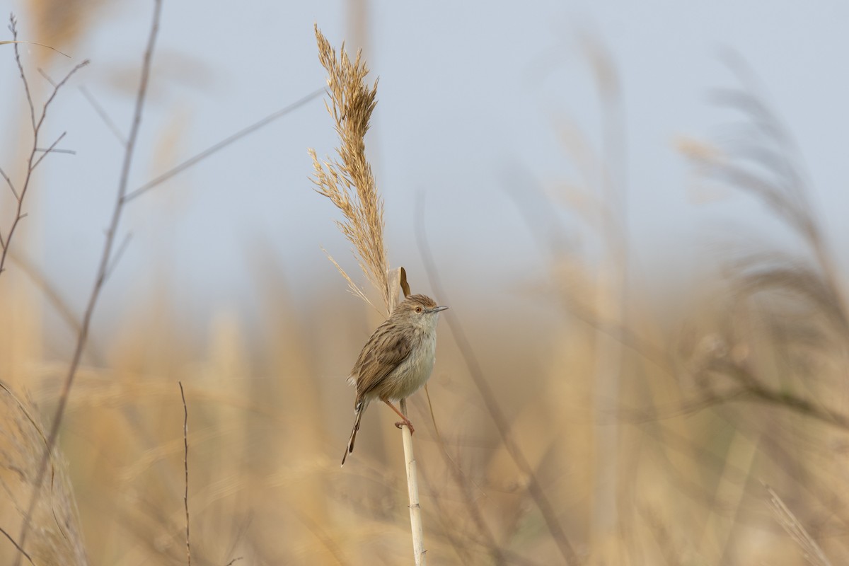 Graceful Prinia - ML650365204