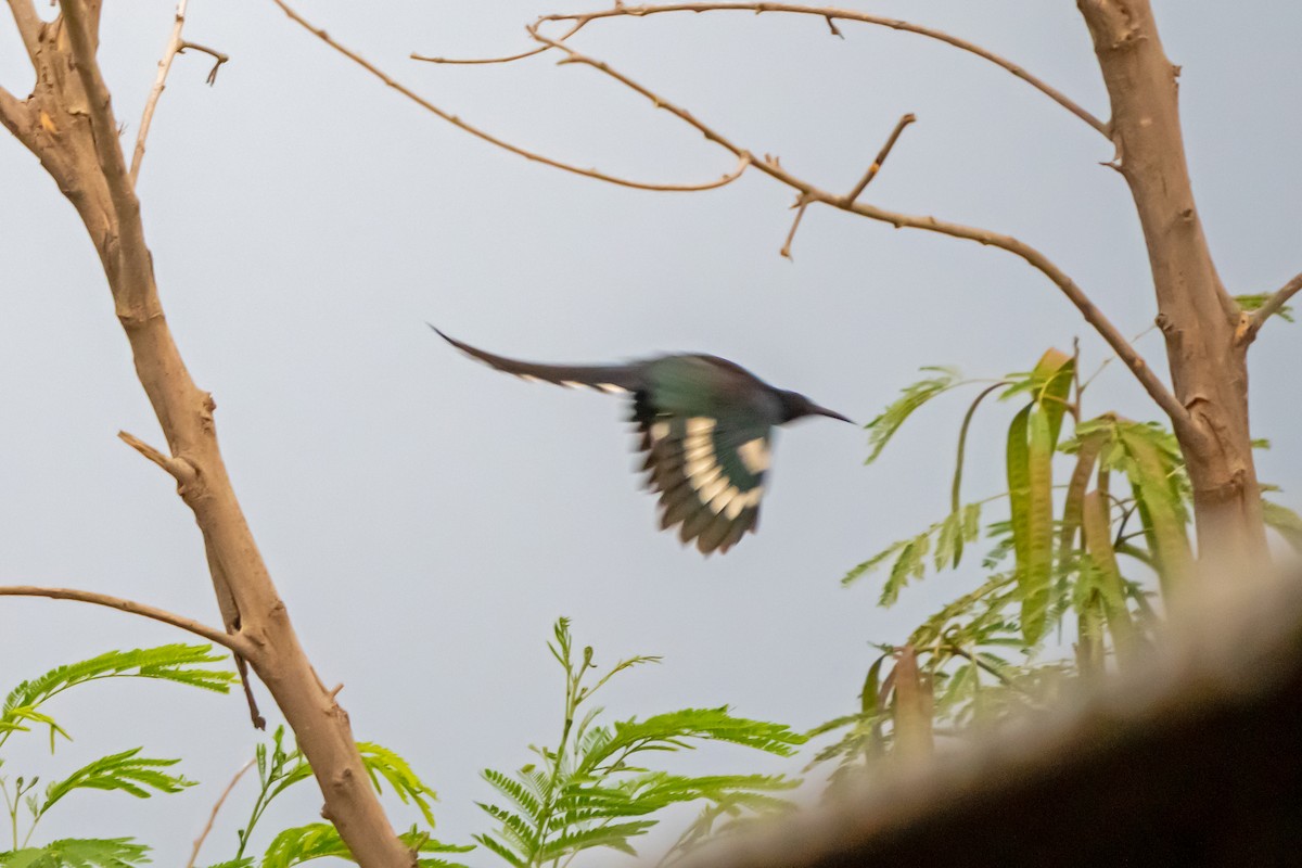 Green Woodhoopoe - ML650365252