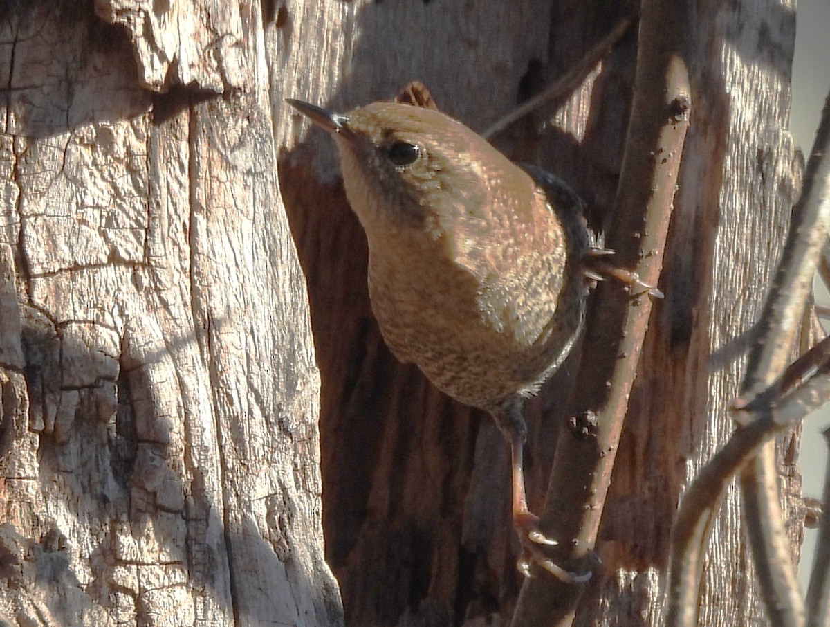 střízlík kanadský - ML650365385