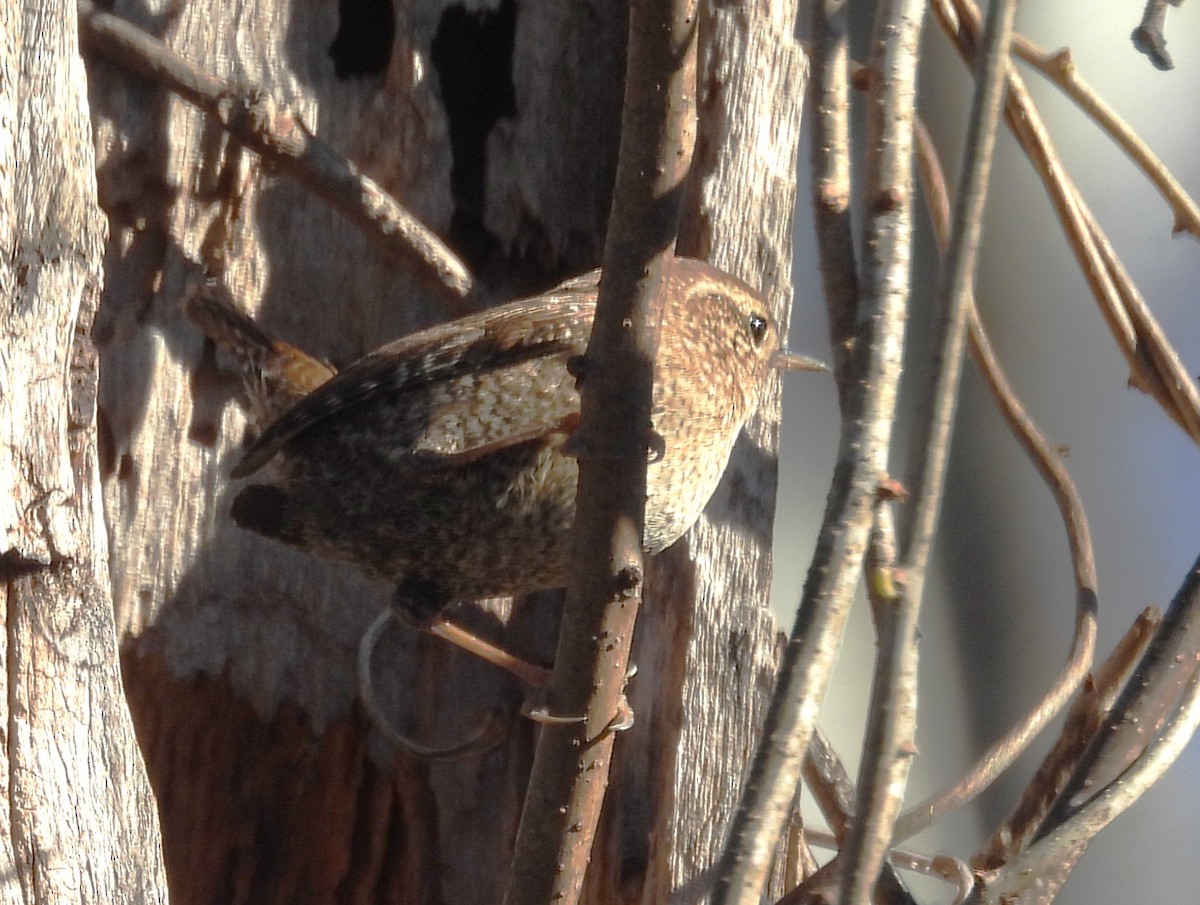 střízlík kanadský - ML650365386