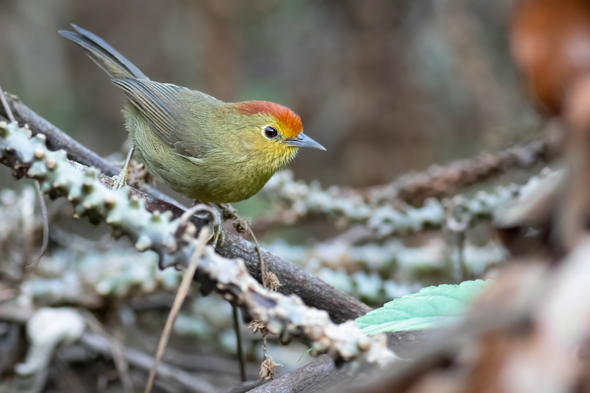 Rufous-capped Babbler - ML650365467