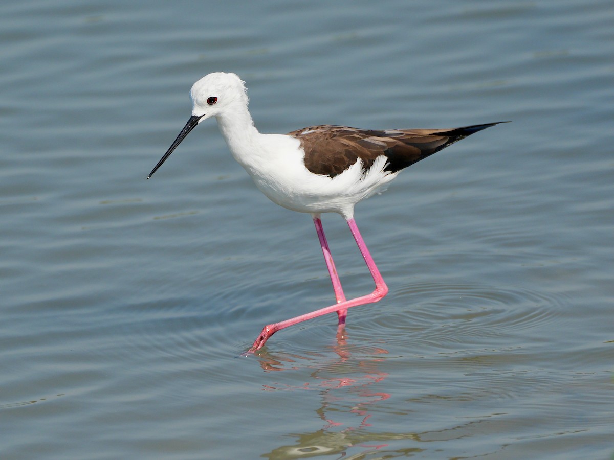 Cigüeñuela Común - ML650365556