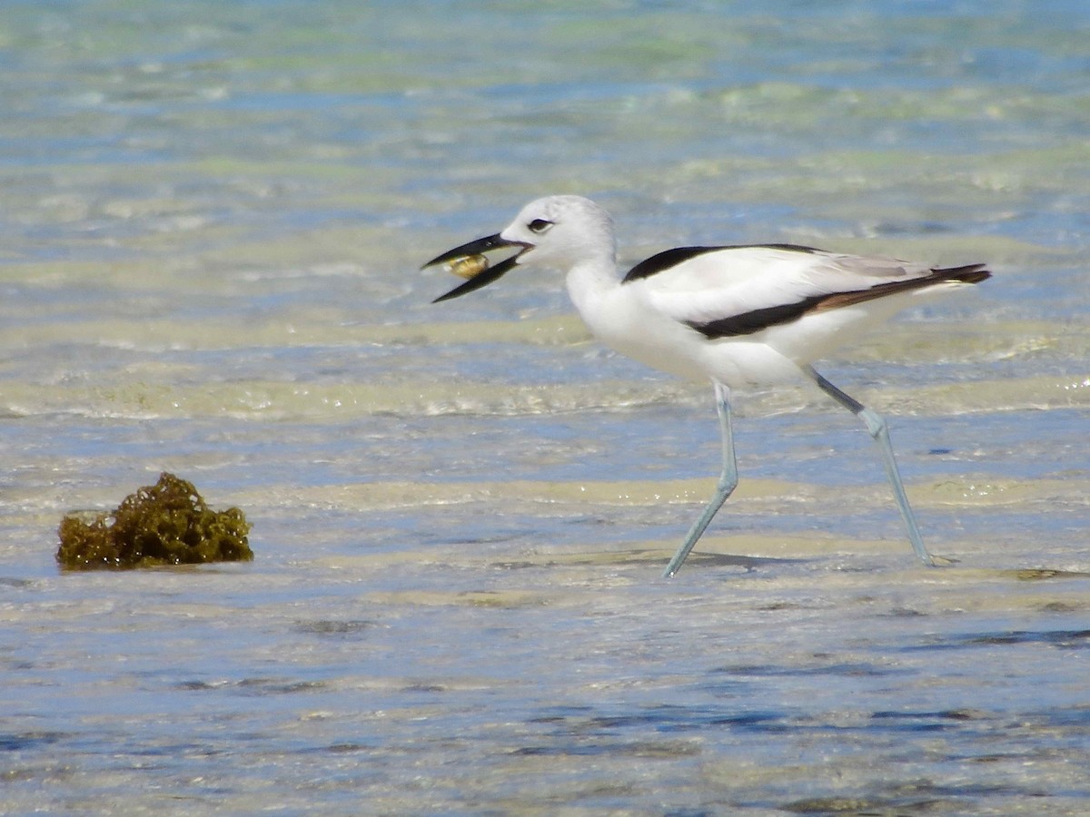 Crab-Plover - ML650365558