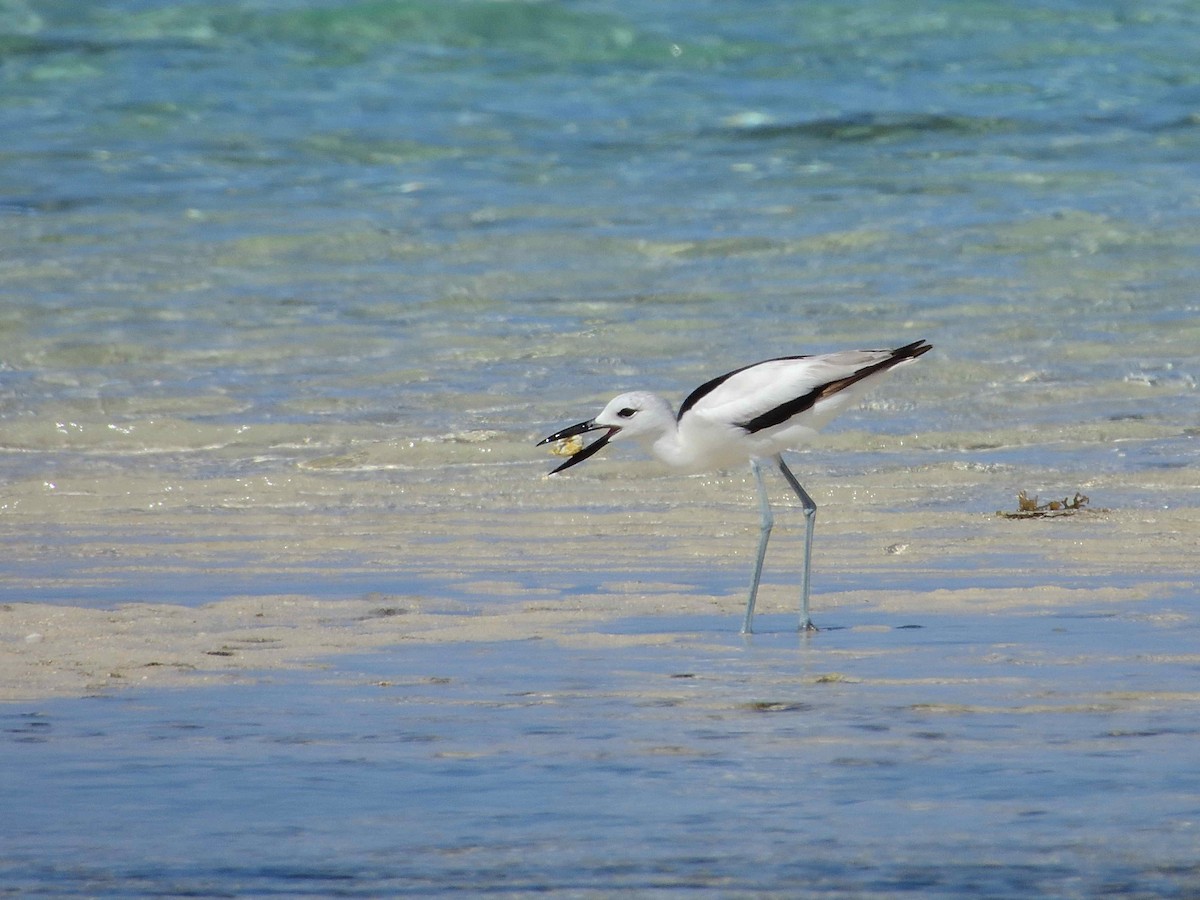 Crab-Plover - ML650365560