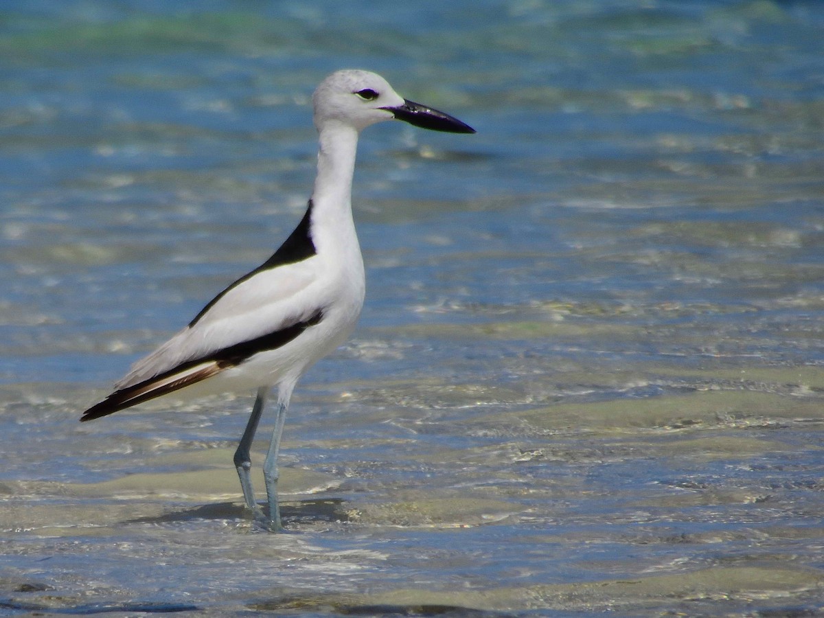 Crab-Plover - ML650365561