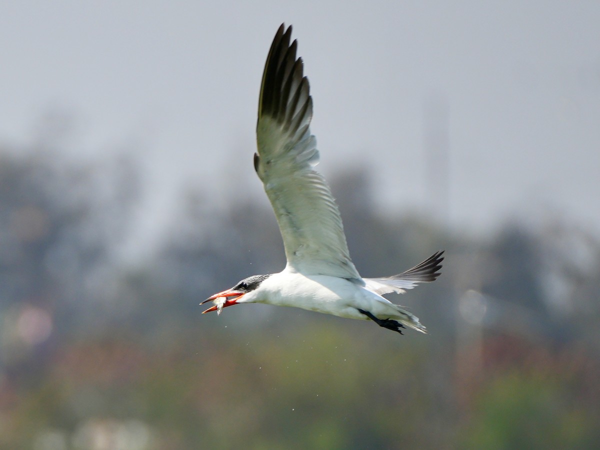 Pagaza Piquirroja - ML650365565