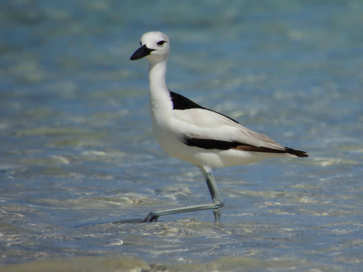 Crab-Plover - ML650365567