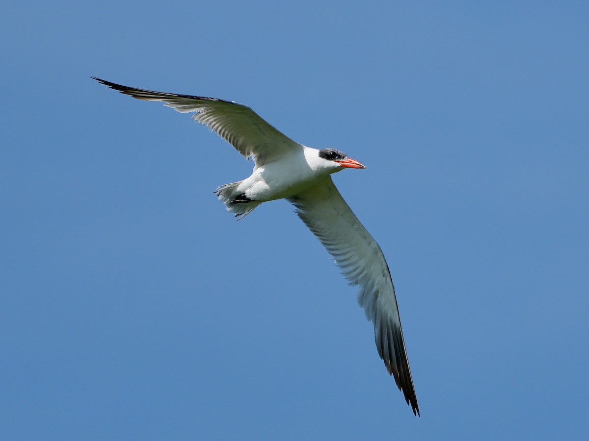 Pagaza Piquirroja - ML650365568