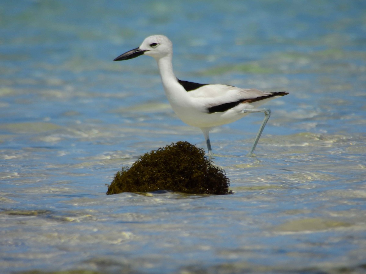 Crab-Plover - ML650365569